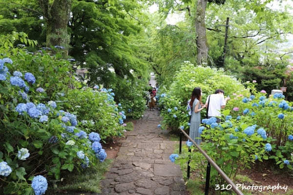 仙台のあじさい寺！資福寺で紫陽花を楽しもう