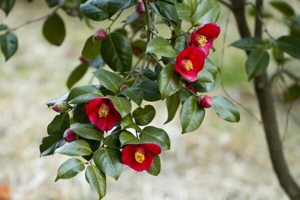 【四季別】かっこいい花言葉14選。知るとその花が好きになるとっておきを集めました