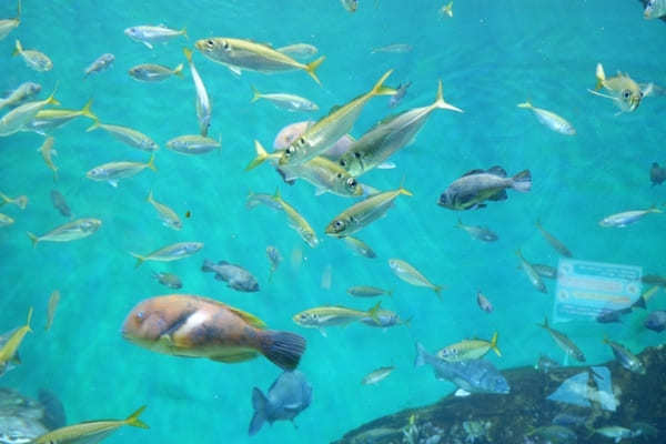 【香川】四国最大の海のミュージアム「四国水族館」5つの見どころガイド