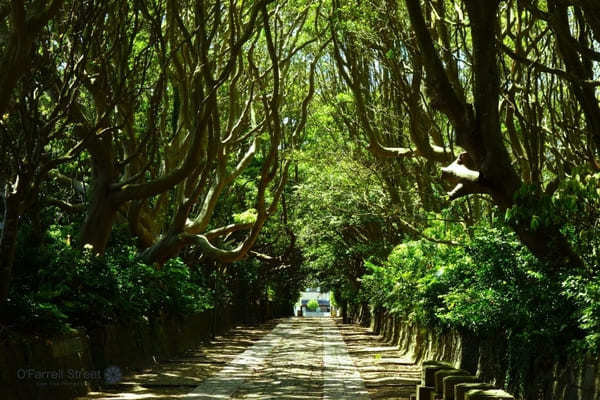 合格祈願から映えスポットまで！茨城の神社11選