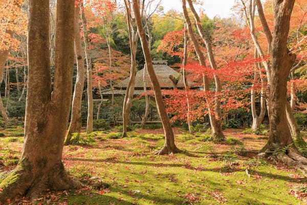 京都のおすすめ苔寺5選！美しい苔の庭が広がる名所特集1.jpg