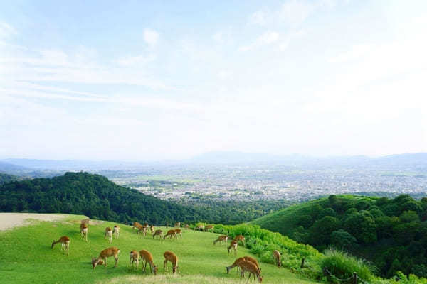 【奈良】平城宮跡・東大寺・若草山をめぐる日帰り観光モデルコース