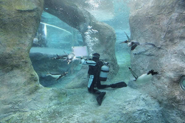 行動展示で大人気！大人もハマる「旭山動物園」徹底ガイド