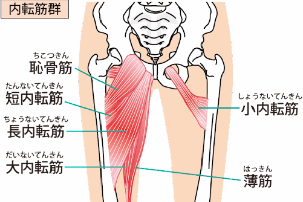 内転筋トレーニングで太腿を細く！メリハリのあるモテ脚を作る