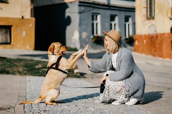 犬の生まれ変わり体験実例をご紹介！見逃せない愛犬の生まれ変わりサインを解説