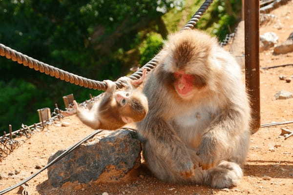 関西の人気動物園TOP10！みんなが行っている動物園ランキング1.jpg