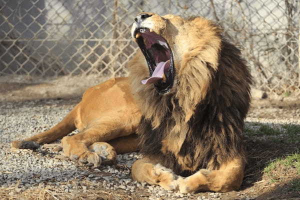 【2021年版】全国の人気動物園TOP19！みんなが行った動物園ランキング1.jpg