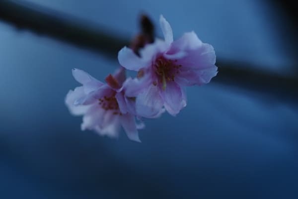 【群馬県】国指定名勝「桜山公園」を包み込む紅葉ライトアップと冬桜のコラボを見に行こう