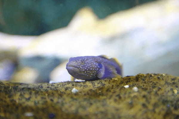 関東の人気水族館TOP17！みんなが行っている水族館ランキング1.jpg