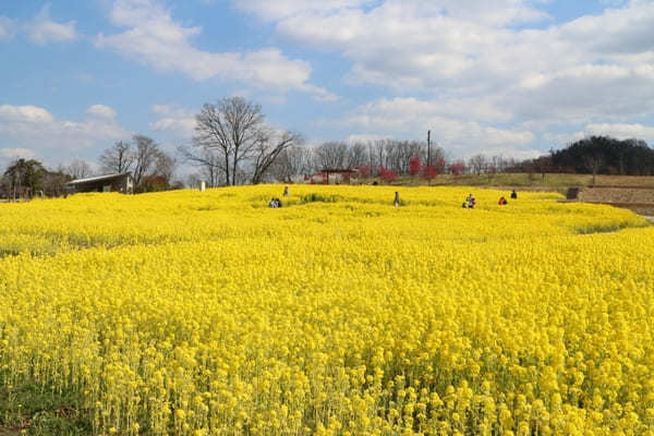 全国のおすすめ花畑85選！一面に絶景が広がる花の名所ガイド