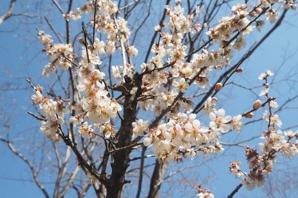 【東京】地元民がおすすめする「吉野梅郷梅まつり」&周辺の観光・グルメ・交通情報徹底ガイド！1.jpg