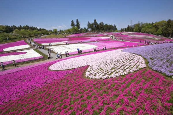 全国のおすすめ花畑85選！一面に絶景が広がる花の名所ガイド