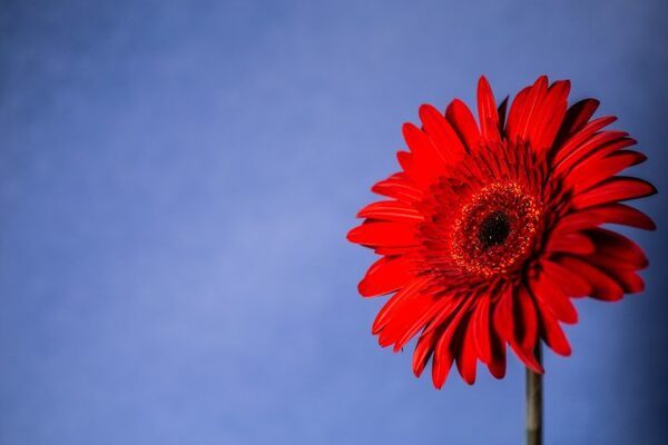 卒業にぴったりな花言葉を持つ花を厳選。お祝いの門出に人気の華やかなお花たち