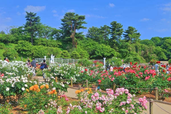 全国のおすすめ花畑85選！一面に絶景が広がる花の名所ガイド