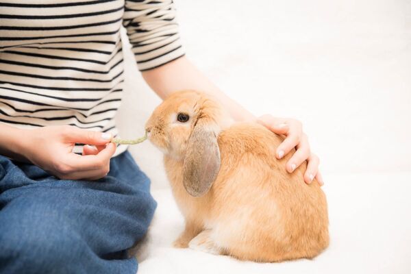 うさぎのお世話をペットシッターに頼もう！お世話の内容や事前準備、注意点を紹介