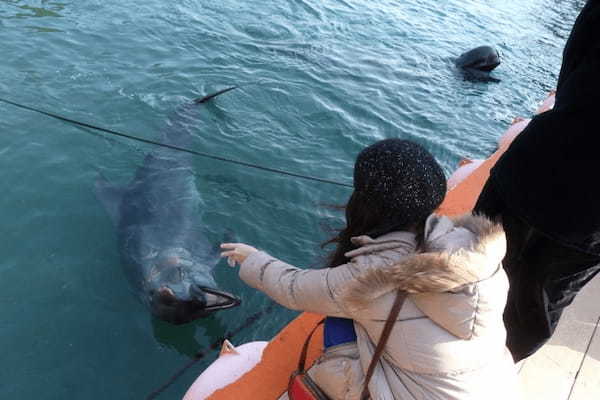 イルカやクジラと触れあい学べる・和歌山【太地町立くじらの博物館】1.jpg