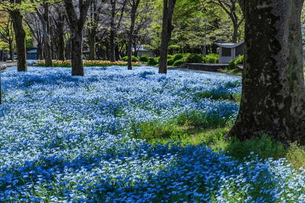 春の東京デートに！カップルにおすすめのおでかけスポット20選1.jpg