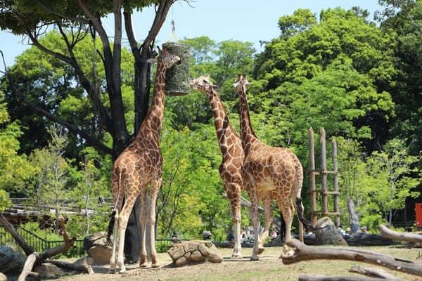 子どもと行きたい横浜のおすすめ公園22選！大型遊具・ロング滑り台など設備充実の公園特集