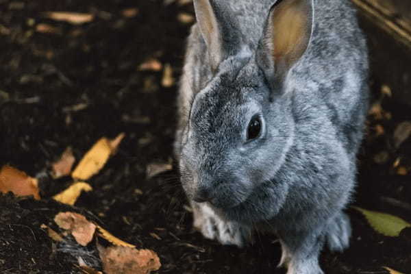 面接の「自分を動物に例えると」への13の回答例！何と答えればいい？