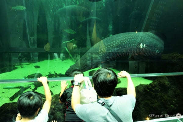 雨だって出かけたい！「紫陽花」と「アマゾンの巨大魚」と「和文化」な一日【栃木】