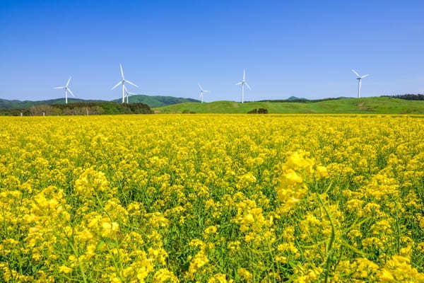 全国のおすすめ花畑85選！一面に絶景が広がる花の名所ガイド