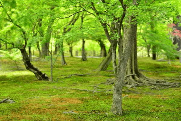 京都のおすすめ苔寺5選！美しい苔の庭が広がる名所特集1.jpg