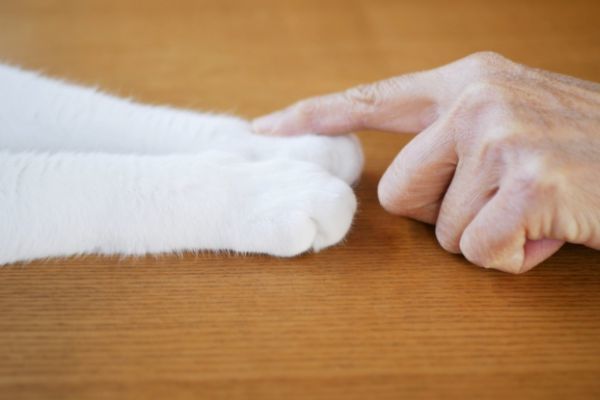 猫に好かれる人はオーラが違う！スピリチュアルな観点からも解説