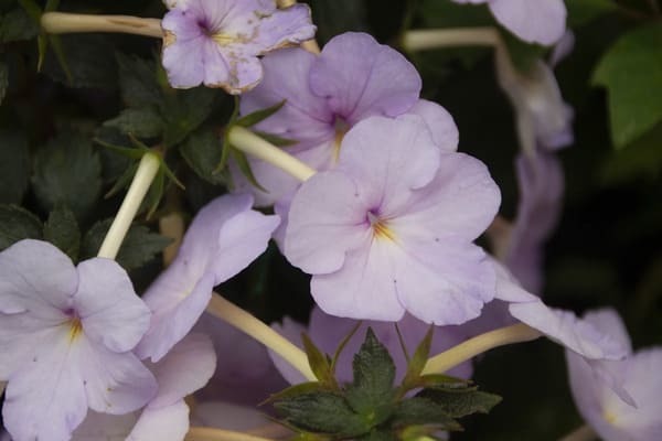 花言葉が「助けて」の花は何の花？怖くて面白い花言葉の世界