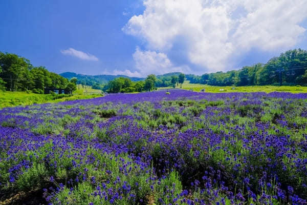 【関東】7月のおすすめ花畑18選！7月に見頃を迎える花の名所ガイド