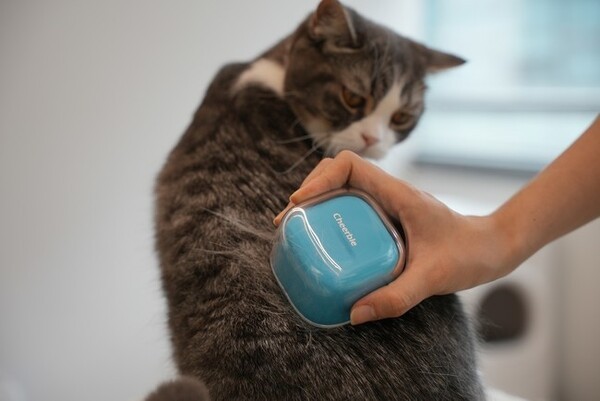 夢見ごこちの極上エステ猫用ブラシ「Candy Brush」が、Makuakeで先行販売中！