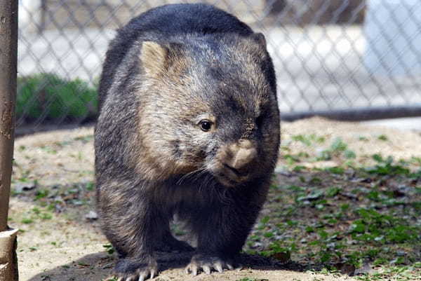 関西の人気動物園TOP10！みんなが行っている動物園ランキング1.jpg