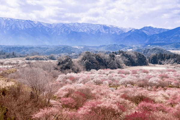 春の国内旅行におすすめの観光地44選！春がベストシーズンの旅先ガイド1.jpg