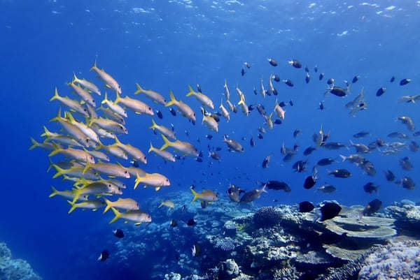 【西表島・オススメ観光ツアー】大自然を大満喫！「西表ツアーガイド・マリウド」で海も山も滝も楽しもう！