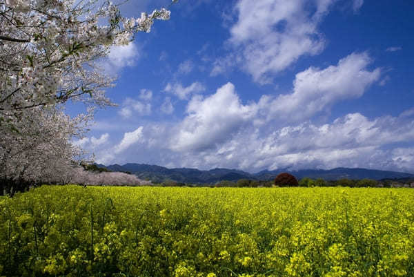 全国のおすすめ花畑85選！一面に絶景が広がる花の名所ガイド