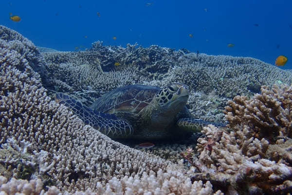 【西表島・オススメ観光ツアー】大自然を大満喫！「西表ツアーガイド・マリウド」で海も山も滝も楽しもう！