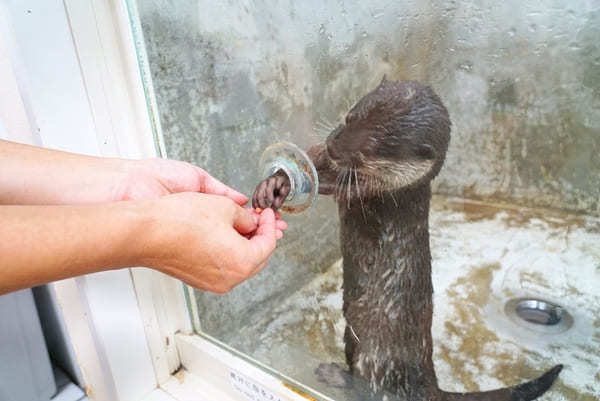 可愛いカワウソと触れ合える「コツメイト」【池袋】