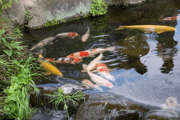 関東の人気水族館TOP17！みんなが行っている水族館ランキング1.jpg