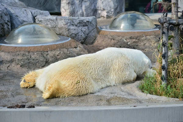 行動展示で大人気！大人もハマる「旭山動物園」徹底ガイド