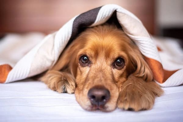 犬の生まれ変わり体験実例をご紹介！見逃せない愛犬の生まれ変わりサインを解説