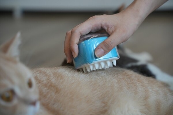 夢見ごこちの極上エステ猫用ブラシ「Candy Brush」が、Makuakeで先行販売中！