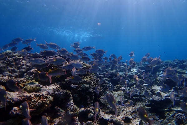 【西表島・オススメ観光ツアー】大自然を大満喫！「西表ツアーガイド・マリウド」で海も山も滝も楽しもう！