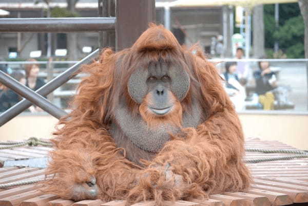 【愛媛】とべ動物園と四国最大級ジップラインで家族皆でマルっと楽しもう！1.jpg