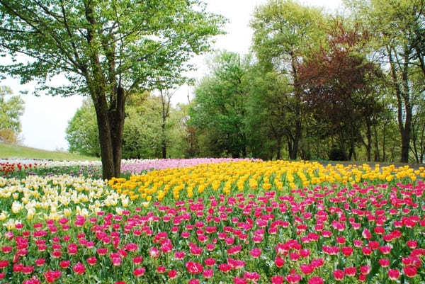 【香川】春らんまん♪讃岐まんのう公園で一面に咲く春の花を楽しもう！