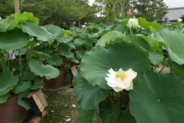 【三重】巨大な建築物に圧倒！夏の蓮も美しい「高田本山専修寺」1.jpg