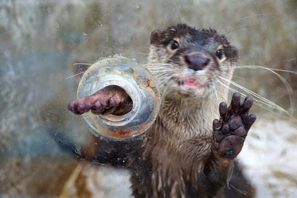 可愛いカワウソと触れ合える「コツメイト」【池袋】