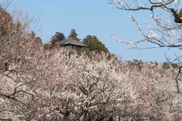 茨城・偕楽園の「水戸の梅まつり」で春の足音を先取りしよう！1.jpg