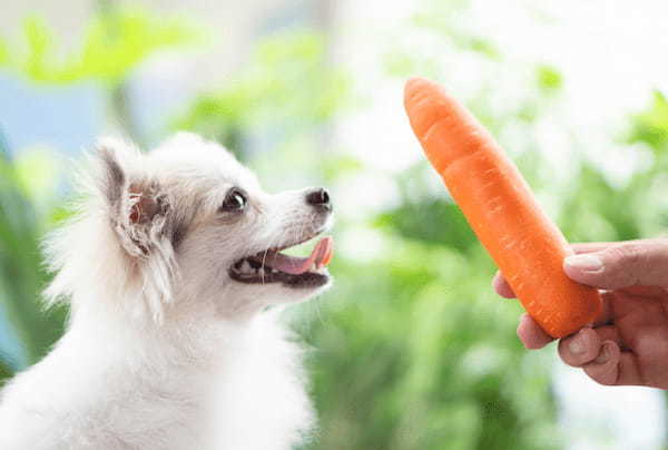 愛犬も食べられる春の食材