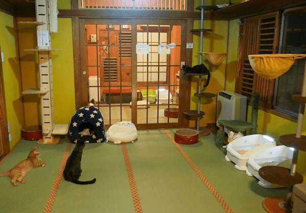 「猫にやさしい町」日本一になるかも？”猫助け”に寄付1.6億円を集めた市