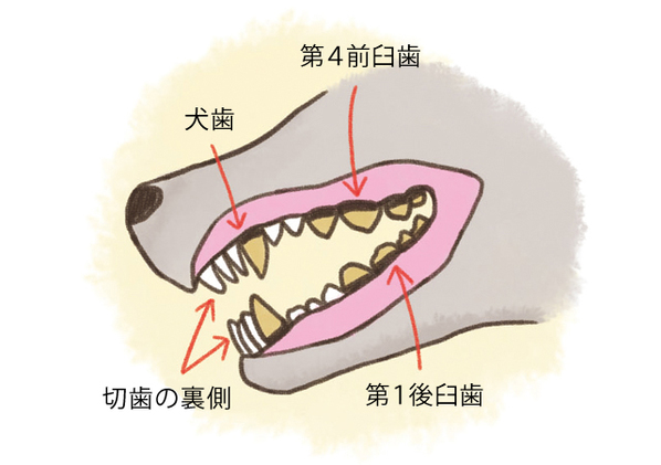 愛犬のデンタルケアレッスン