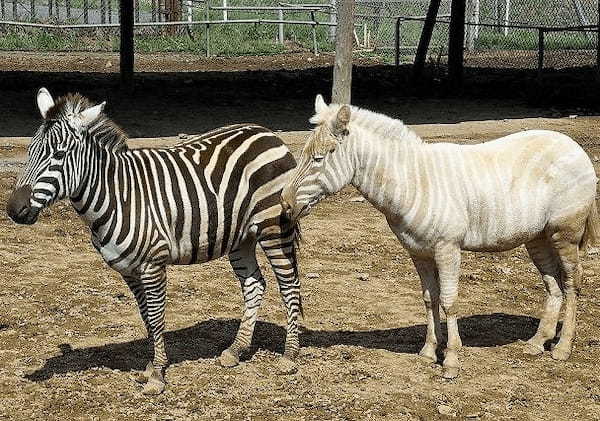 【割引あり】東北サファリパークの魅力を徹底解剖！動物たちのショーやエサやり、食事情報まで